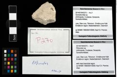 Foto (Objekt + Etikett) von Pithonoton sp.  (NHMW-GEO-2014-0194-0270)